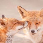 عکس های دوست‌داشتنی از عشق در قلمروی روباه‌ها