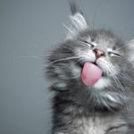 اهلی کردن گربه سبب کاهش هوش حیوان می‌شود