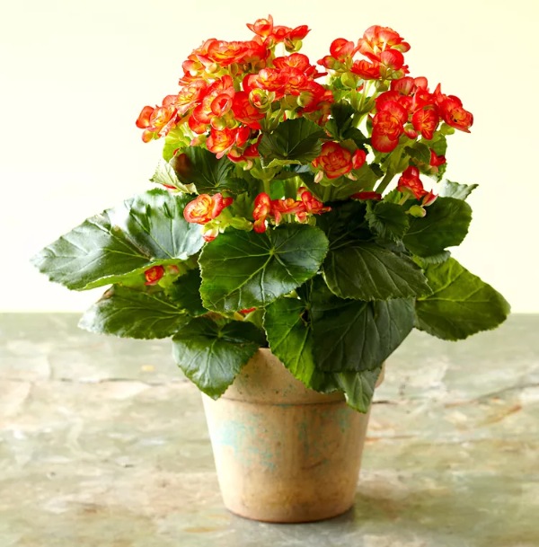 گل‌های آپارتمانی استوایی | ۷ گل استوایی و گرمسیری مناسب برای نگهداری در آپارتمان