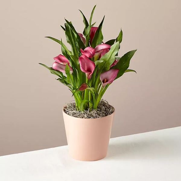 گل‌های آپارتمانی استوایی | ۷ گل استوایی و گرمسیری مناسب برای نگهداری در آپارتمان