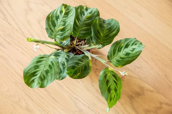 هفت مورد از بهترین گیاهان پر شاخ و برگ برای روشن کردن هر فضایی از منزل شما