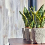 گیاهان آپارتمانی انرژی‌زا | با این ۱۰ گیاه جذاب آپارتمانی به جنگ انرژی‌های منفی بروید