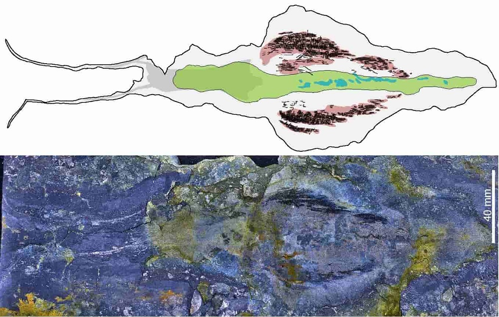 کشف فسیل یک کرم غول‌پیکر ۵۱۸ میلیون ساله در گرینلند