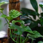 ۵ گزینه مناسب برای قیم گیاهان آپارتمانی و گزینه های داربست