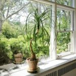 بهترین گیاه آپارتمانی برای سالمندان | اگر فراموشی دارید این گیاهان آپارتمانی را تهیه کنید