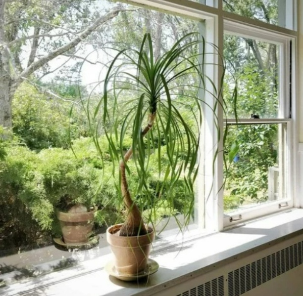 بهترین گیاه آپارتمانی برای سالمندان | اگر فراموشی دارید این گیاهان آپارتمانی را تهیه کنید