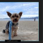 برنامه Photos ویندوز 11 به‌زودی قابلیت حذف اشیا از تصویر به‌کمک هوش مصنوعی را دریافت می‌کند