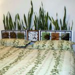 ۱۷ ایده تزیین بالای تخت خواب با گیاهان آپارتمانی | با این گیاهان خواب آرام‌تری داشته باشید