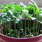 کاشت سبزه تخمه آفتابگردان | یک سبزه زیبا و متفاوت برای عید نوروز