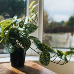 راز شادابی گیاهان آپارتمانی | راهنمای کامل مراقبت روزانه، هفتگی و ماهیانه