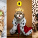 تست شخصیت گربه | یک گربه بامزه را انتخاب کن تا بگم برای شاد بودن به چی نیاز داری؟