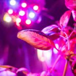 نور مصنوعی مناسب برای گیاهان آپارتمانی | بهترین رنگ نوری برای رشد گیاه چیست؟