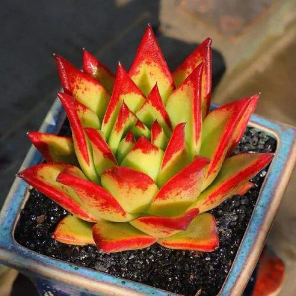 ۱۲ نمونه از گیاهان آپارتمانی با برگ‌های خوشرنگ سبز و قرمز | دکوراسیون خونه‌ت رو با این گیاه‌ها رنگارنگ‌تر کن