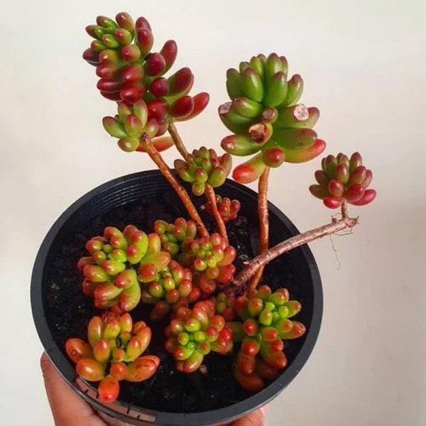 ۱۲ نمونه از گیاهان آپارتمانی با برگ‌های خوشرنگ سبز و قرمز | دکوراسیون خونه‌ت رو با این گیاه‌ها رنگارنگ‌تر کن