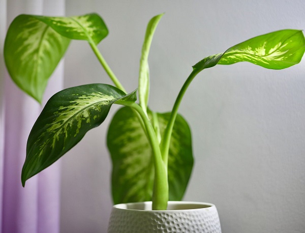 گیاهان آپارتمانی که بدون نیاز به نور خورشید هم رشد می‌کنند | گیاهان مناسب برای فضاهای بدون پنجره خانه و محل کار