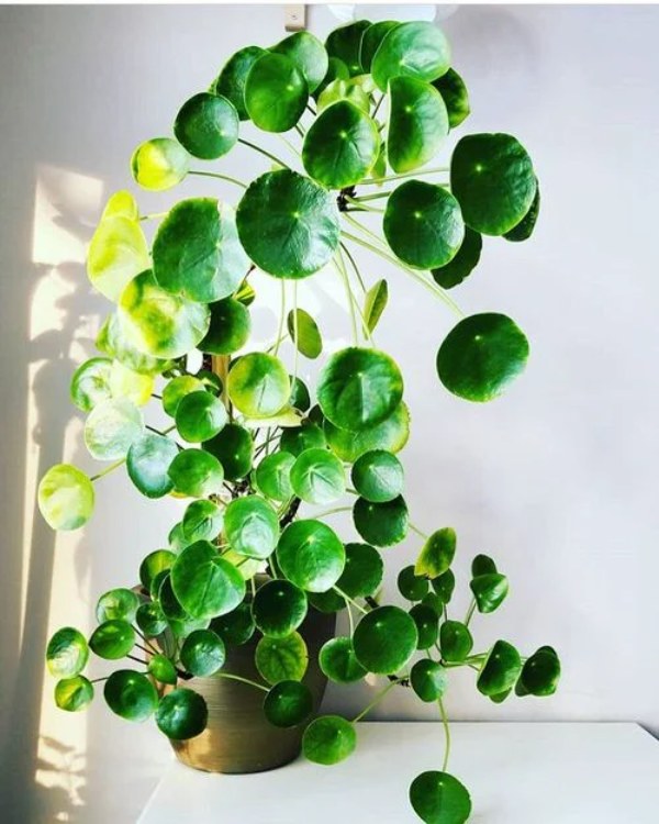 ۱۰ مدل از بهترین گیاهان آپارتمانی چینی که زیبایی خانه شما را چندین درجه بالاتر می‌برند