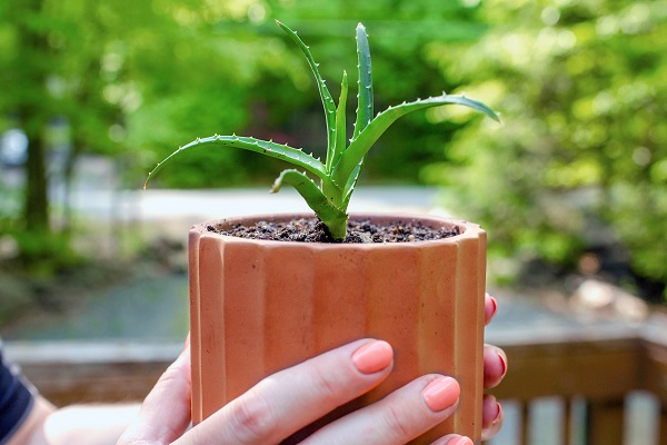 گیاهان آپارتمانی برای حال بهتر روحی | اگه استرس و اضطراب داری، این گیاه‌ها حالت رو بهتر می‌کنن