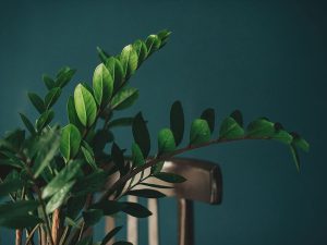 گیاهان آپارتمانی برای حال بهتر روحی | اگه استرس و اضطراب داری، این گیاه‌ها حالت رو بهتر می‌کنن