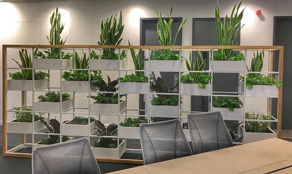 گیاهان آپارتمانی که بدون نیاز به نور خورشید هم رشد می‌کنند | گیاهان مناسب برای فضاهای بدون پنجره خانه و محل کار