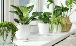 ۷ ترند جذاب گیاهان آپارتمانی سال ۲۰۲۴ که از آن بی خبرید