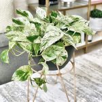 ۸ مدل از بهترین گیاهان آپارتمانی با برگ‌های سبز و سفید | خیره کننده و جذاب