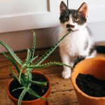گیاهانی هم‌زیست با گربه‌ها: ساکولنت‌هایی که به پشمالوهای دوست‌داشتنی شما آسیبی نمی‌رسانند