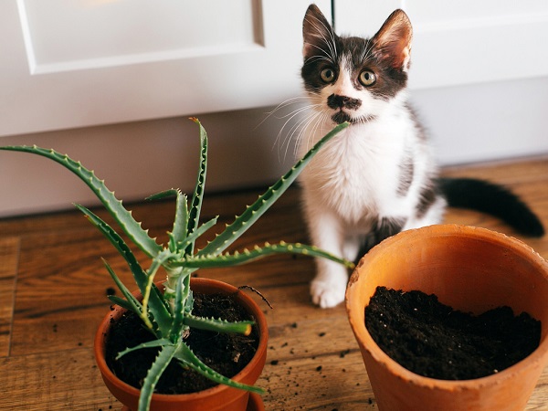 گیاهانی هم‌زیست با گربه‌ها: ساکولنت‌هایی که به پشمالوهای دوست‌داشتنی شما آسیبی نمی‌رسانند