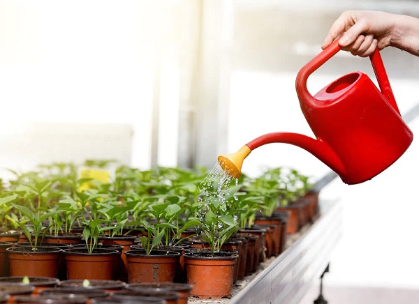 این ۱۰ نکته را رعایت کنید و در مصرف آب برای گیاهان آپارتمانی و باغ خود صرفه‌جویی کنید