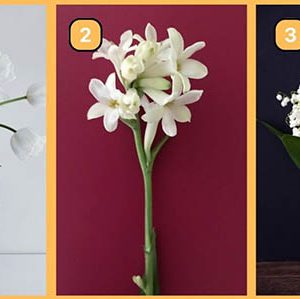 تست شخصیت بهاری | گل سفید مورد علاقه تو انتخاب کن، تا بگم شخصیتت امسال چجوریه؟
