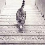 تست شخصیت | گربه داره بالا می‌ره یا پایین میاد؟ جوابت به این سؤال مشخص می‌کنه جزئی‌نگر هستی یا نه