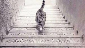 تست شخصیت | گربه داره بالا می‌ره یا پایین میاد؟ جوابت به این سؤال مشخص می‌کنه جزئی‌نگر هستی یا نه