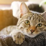 حکم شرعی موی گربه در خانه از نظر مراجع مختلف