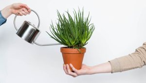 ۵ موقعیتی که نباید گیاهان آپارتمانی را آبیاری کرد