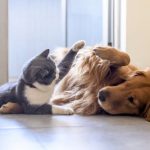 آیا میدانید حکم شرعی نگهداری سگ و گربه در خانه چیست؟