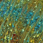 تهیه نقشه 1400 ترابایتی از یک میلیمتر مکعب از مغز انسان